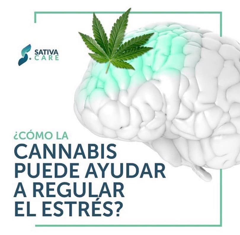 ¿El Cannabis puede ayudar a regular el estrés?