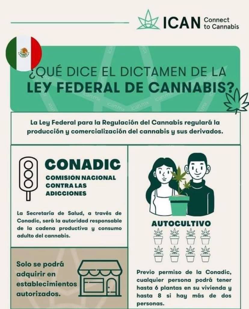 Que dice el dictamen de la ley federal del cannabis