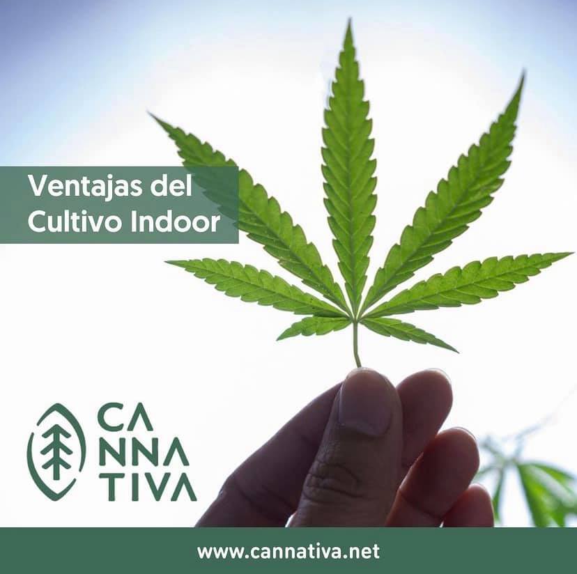 Ventajas del cultivo Indoor